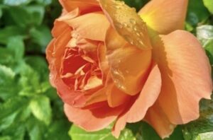 Mehr über den Artikel erfahren Hypnosystemisches Aufstellungsseminar  ‚Der inneren Liebe begegnen‘